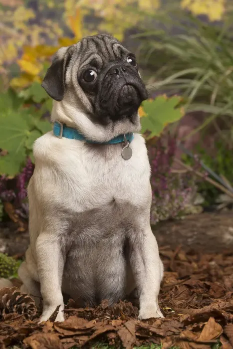 Framed Print : 13132176. Pug dog outdoors in Autumn Date Framed Print : 13132176. Pug dog outdoors in Autumn Date