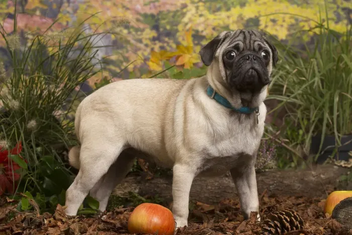 Framed Print : 13132179. Pug dog outdoors in Autumn Date Framed Print : 13132179. Pug dog outdoors in Autumn Date