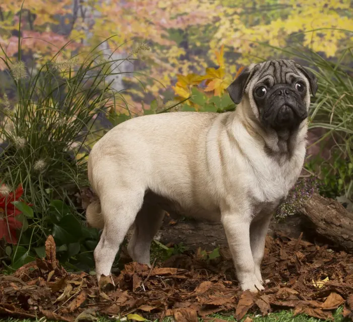 Framed Print : 13132180. Pug dog outdoors in Autumn Date Framed Print : 13132180. Pug dog outdoors in Autumn Date