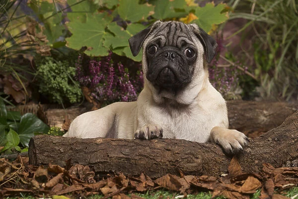 13132181. Pug dog outdoors in Autumn Date