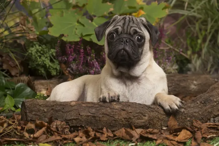 Framed Print : 13132181. Pug dog outdoors in Autumn Date Framed Print : 13132181. Pug dog outdoors in Autumn Date