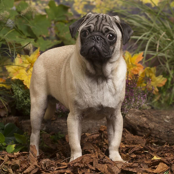 13132182. Pug dog outdoors in Autumn Date