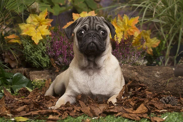 13132183. Pug dog outdoors in Autumn Date