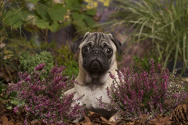 13132184. Pug dog outdoors in Autumn Date