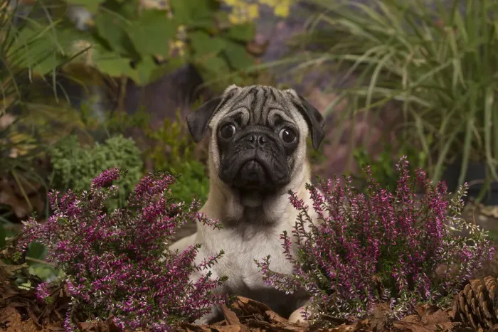 Framed Print : 13132184. Pug dog outdoors in Autumn Date Framed Print : 13132184. Pug dog outdoors in Autumn Date