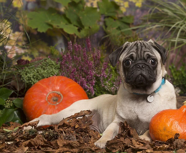 13132185. Pug dog outdoors in Autumn Date