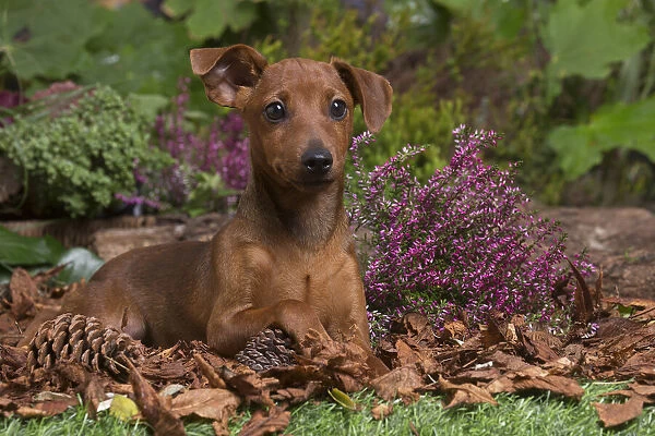 13132188. Miniature or Dwarf Pinscher puppy outdoors in Autumn Date