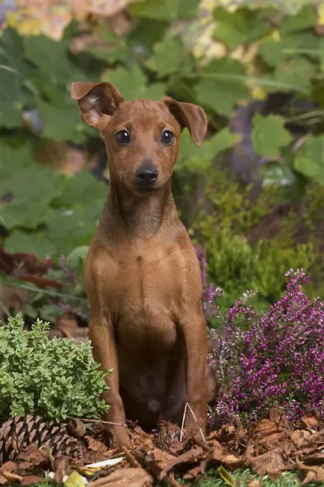 Framed Print : 13132189. Miniature or Dwarf Pinscher puppy outdoors in Autumn Date Framed Print : 13132189. Miniature or Dwarf Pinscher puppy outdoors in Autumn Date