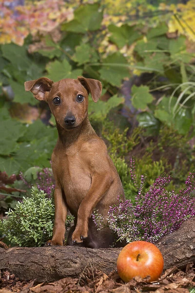 13132190. Miniature or Dwarf Pinscher puppy outdoors in Autumn Date