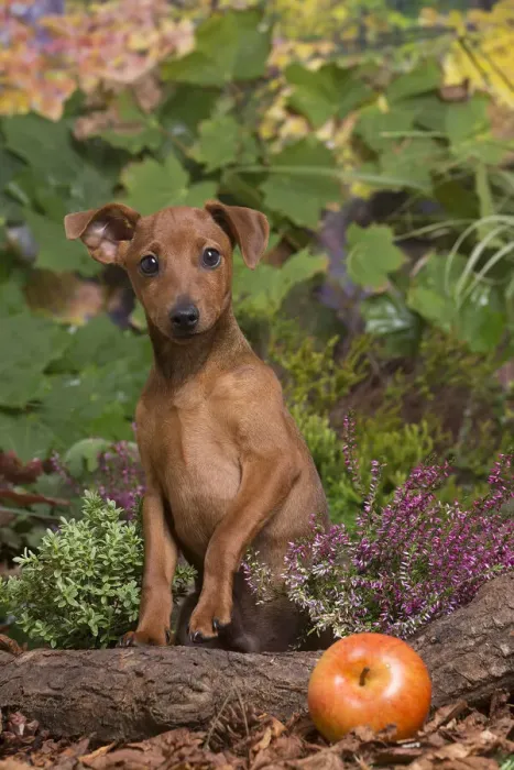Framed Print : 13132190. Miniature or Dwarf Pinscher puppy outdoors in Autumn Date Framed Print : 13132190. Miniature or Dwarf Pinscher puppy outdoors in Autumn Date