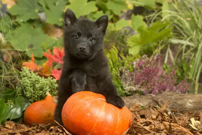 Framed Print : 13132192. Schipperke puppy outdoors in Autumn Date Framed Print : 13132192. Schipperke puppy outdoors in Autumn Date