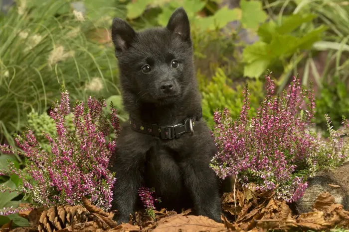 Framed Print : 13132195. Schipperke puppy outdoors in Autumn Date Framed Print : 13132195. Schipperke puppy outdoors in Autumn Date