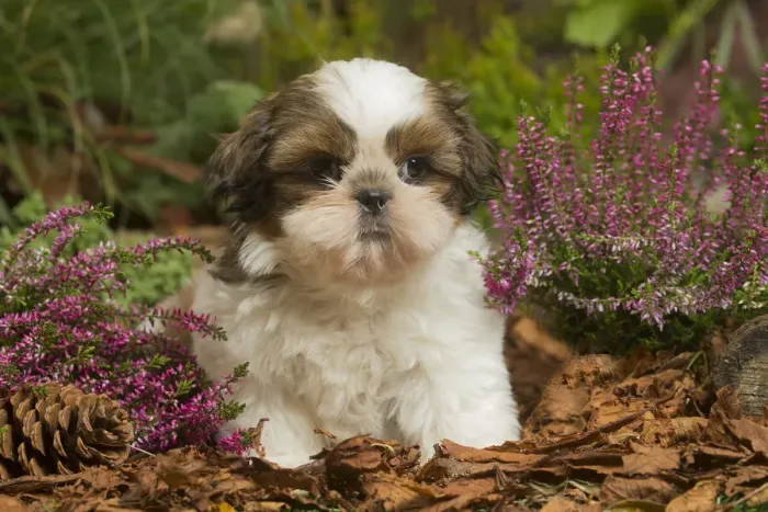 Framed Print : 13132196. Shih Tzu dog outdoors in Autumn Date Framed Print : 13132196. Shih Tzu dog outdoors in Autumn Date