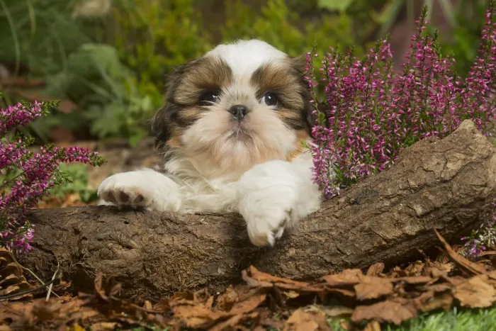 Framed Print : 13132197. Shih Tzu dog outdoors in Autumn Date Framed Print : 13132197. Shih Tzu dog outdoors in Autumn Date