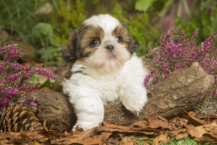 Framed Print : 13132198. Shih Tzu dog outdoors in Autumn Date Framed Print : 13132198. Shih Tzu dog outdoors in Autumn Date