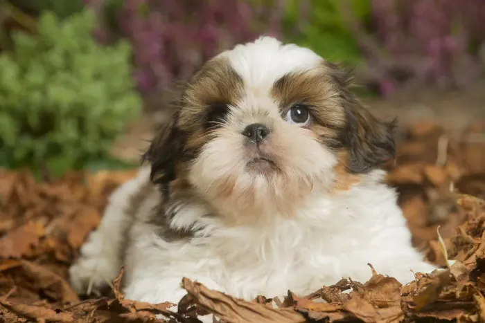 Framed Print : 13132200. Shih Tzu dog outdoors in Autumn Date Framed Print : 13132200. Shih Tzu dog outdoors in Autumn Date