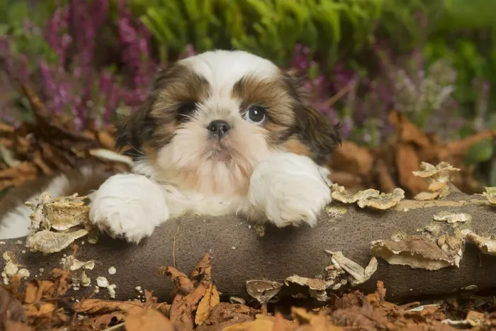 Framed Print : 13132201. Shih Tzu dog outdoors in Autumn Date Framed Print : 13132201. Shih Tzu dog outdoors in Autumn Date