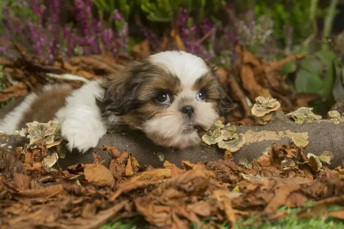 Framed Print : 13132202. Shih Tzu dog outdoors in Autumn Date Framed Print : 13132202. Shih Tzu dog outdoors in Autumn Date