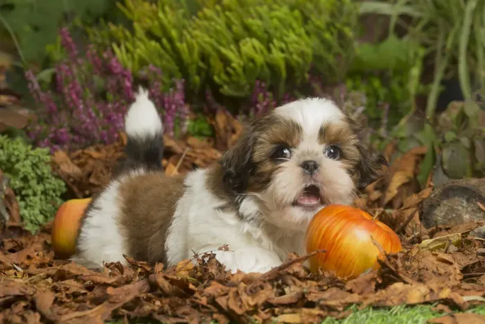Framed Print : 13132204. Shih Tzu dog outdoors in Autumn Date Framed Print : 13132204. Shih Tzu dog outdoors in Autumn Date
