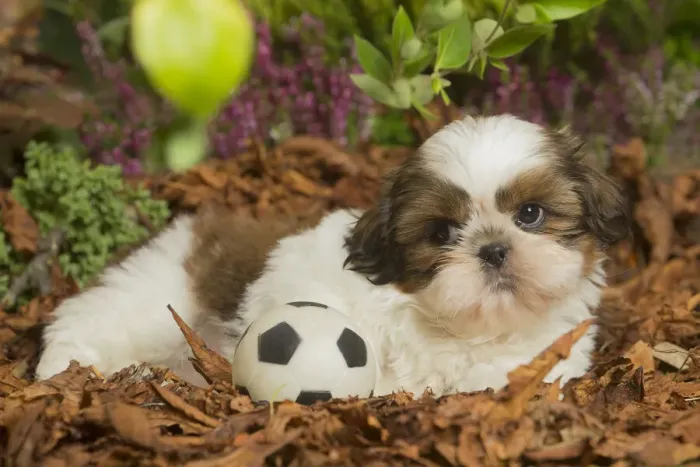 Framed Print : 13132205. Shih Tzu dog outdoors in Autumn Date Framed Print : 13132205. Shih Tzu dog outdoors in Autumn Date