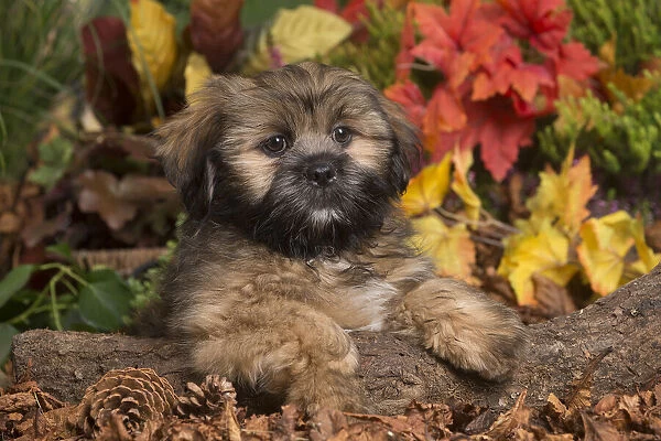 13132207. Lhasa Apso dog outdoors in Autumn Date