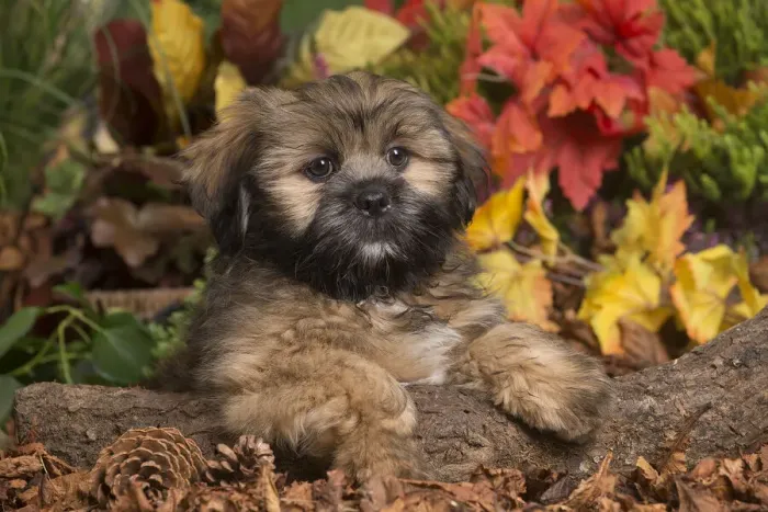 Framed Print : 13132207. Lhasa Apso dog outdoors in Autumn Date Framed Print : 13132207. Lhasa Apso dog outdoors in Autumn Date
