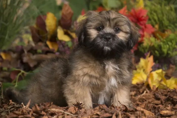 Framed Print : 13132208. Lhasa Apso dog outdoors in Autumn Date Framed Print : 13132208. Lhasa Apso dog outdoors in Autumn Date
