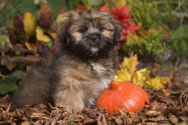 13132209. Lhasa Apso dog outdoors in Autumn Date
