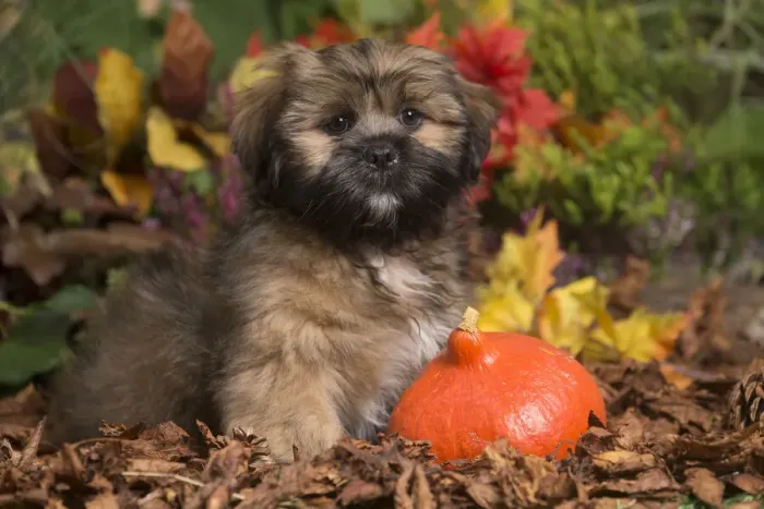 Framed Print : 13132209. Lhasa Apso dog outdoors in Autumn Date Framed Print : 13132209. Lhasa Apso dog outdoors in Autumn Date