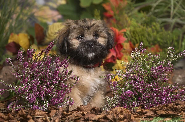 13132210. Lhasa Apso dog outdoors in Autumn Date