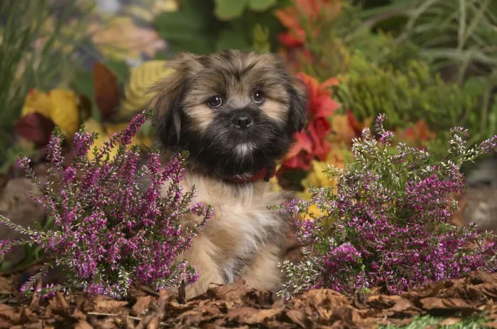 Framed Print : 13132210. Lhasa Apso dog outdoors in Autumn Date Framed Print : 13132210. Lhasa Apso dog outdoors in Autumn Date