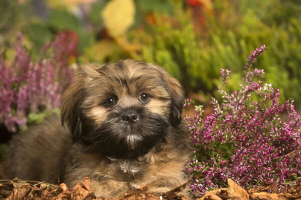 13132212. Lhasa Apso dog outdoors in Autumn Date