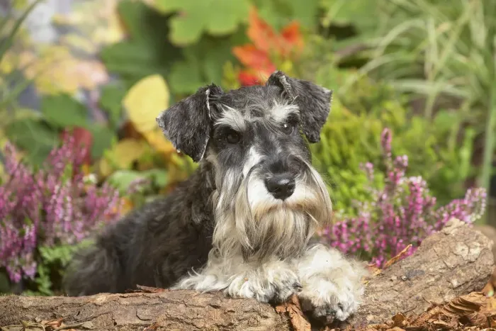 Framed Print : 13132213. Miniature Schnauzer Dog outdoors in Autumn Date