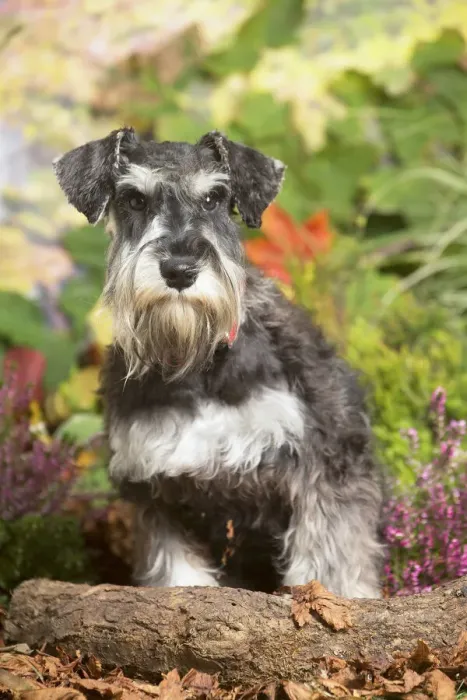 Framed Print : 13132214. Miniature Schnauzer Dog outdoors in Autumn Date Framed Print : 13132214. Miniature Schnauzer Dog outdoors in Autumn Date