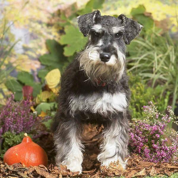 13132215. Miniature Schnauzer Dog outdoors in Autumn Date