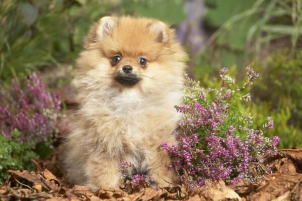 13132216. Miniature German Spitz Dog outdoors in Autumn Date