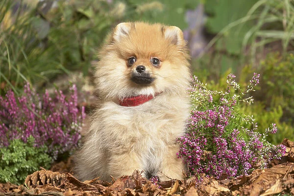 13132217. Miniature German Spitz Dog outdoors in Autumn Date