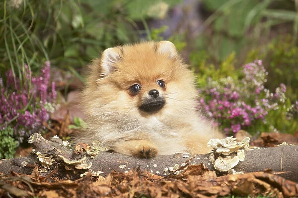 13132218. Miniature German Spitz Dog outdoors in Autumn Date