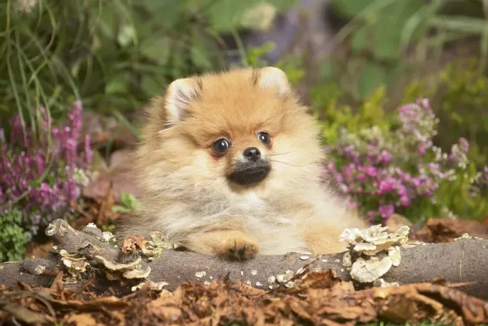 Framed Print : 13132218. Miniature German Spitz Dog outdoors in Autumn Date Framed Print : 13132218. Miniature German Spitz Dog outdoors in Autumn Date