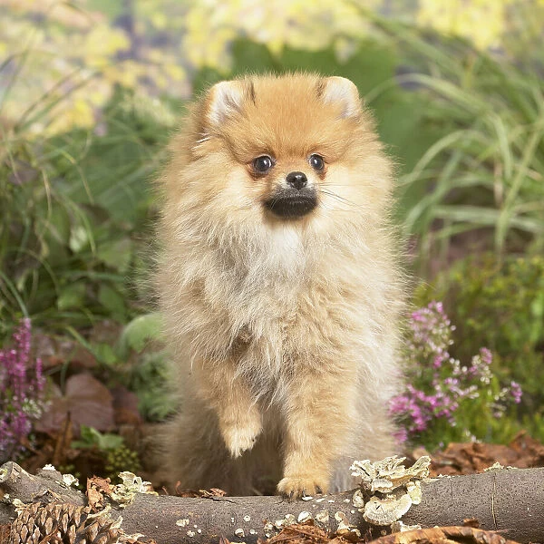 13132219. Miniature German Spitz Dog outdoors in Autumn Date