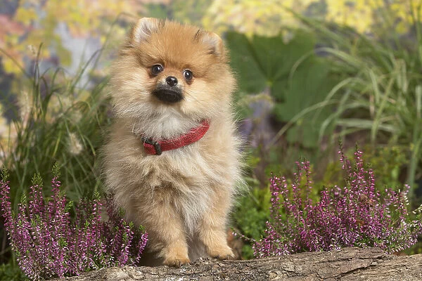 13132220. Miniature German Spitz Dog outdoors in Autumn Date