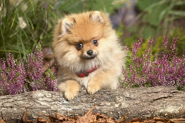13132221. Miniature German Spitz Dog outdoors in Autumn Date