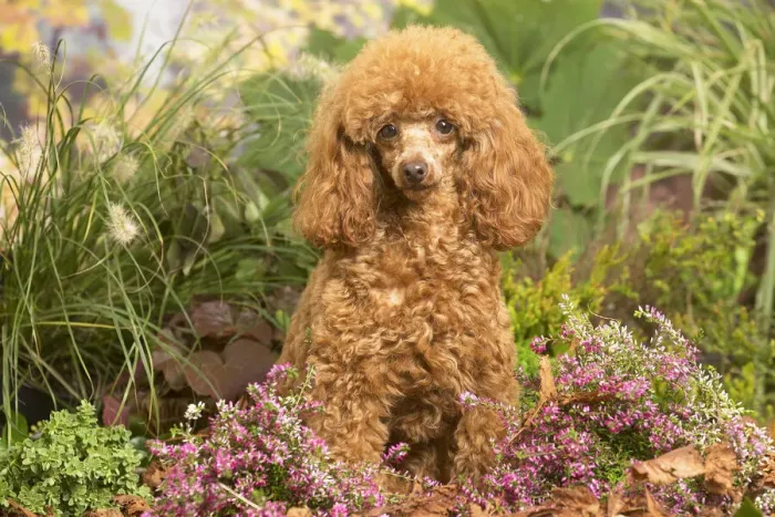 Framed Print : 13132223. Toy Poodle dog outdoors in Autumn Date Framed Print : 13132223. Toy Poodle dog outdoors in Autumn Date