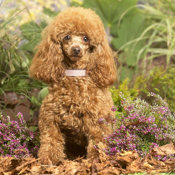 13132224. Toy Poodle dog outdoors in Autumn Date
