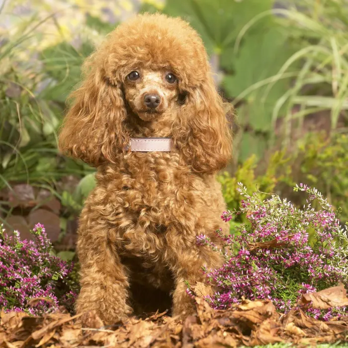 Framed Print : 13132224. Toy Poodle dog outdoors in Autumn Date Framed Print : 13132224. Toy Poodle dog outdoors in Autumn Date