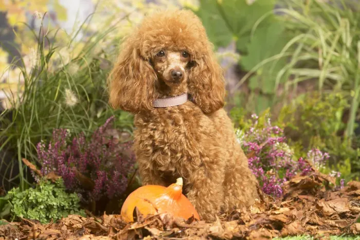 Framed Print : 13132225. Toy Poodle dog outdoors in Autumn Date Framed Print : 13132225. Toy Poodle dog outdoors in Autumn Date