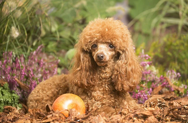 13132226. Toy Poodle dog outdoors in Autumn Date