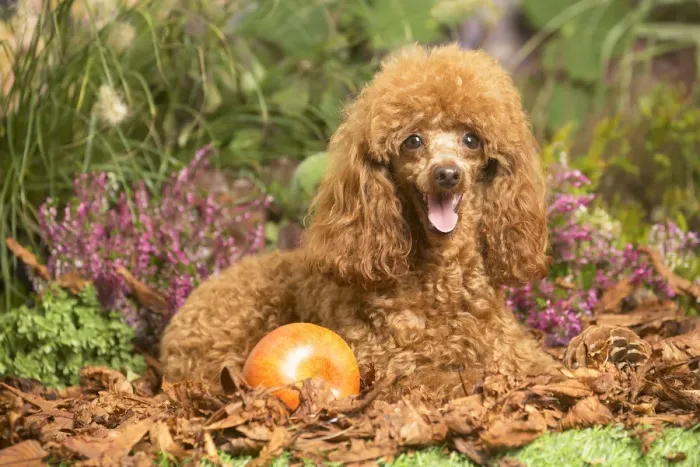 Framed Print : 13132227. Toy Poodle dog outdoors in Autumn Date Framed Print : 13132227. Toy Poodle dog outdoors in Autumn Date