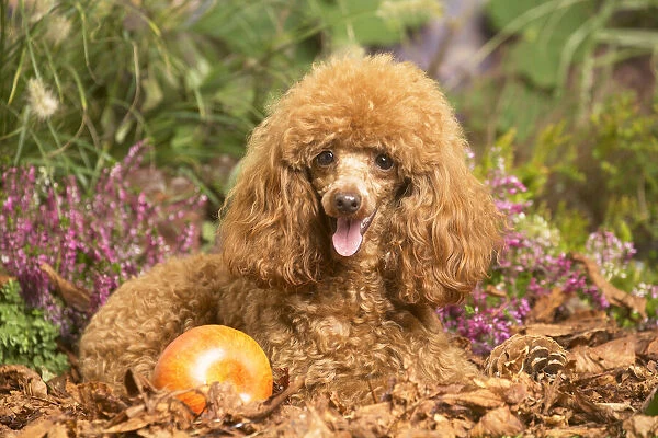 13132228. Toy Poodle dog outdoors in Autumn Date