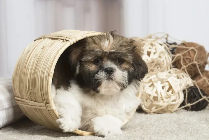 Framed Print : 13132231. Shih Tzu dog indoors Date Framed Print : 13132231. Shih Tzu dog indoors Date